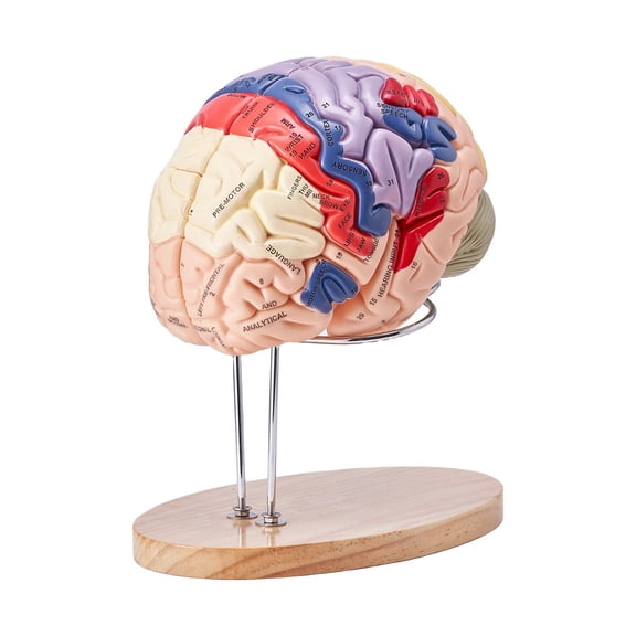 Human Brain Model Anatomy 2X Life Size 4 Part Detachable Color Coded with Labels Display Base for Science Teaching Research Study