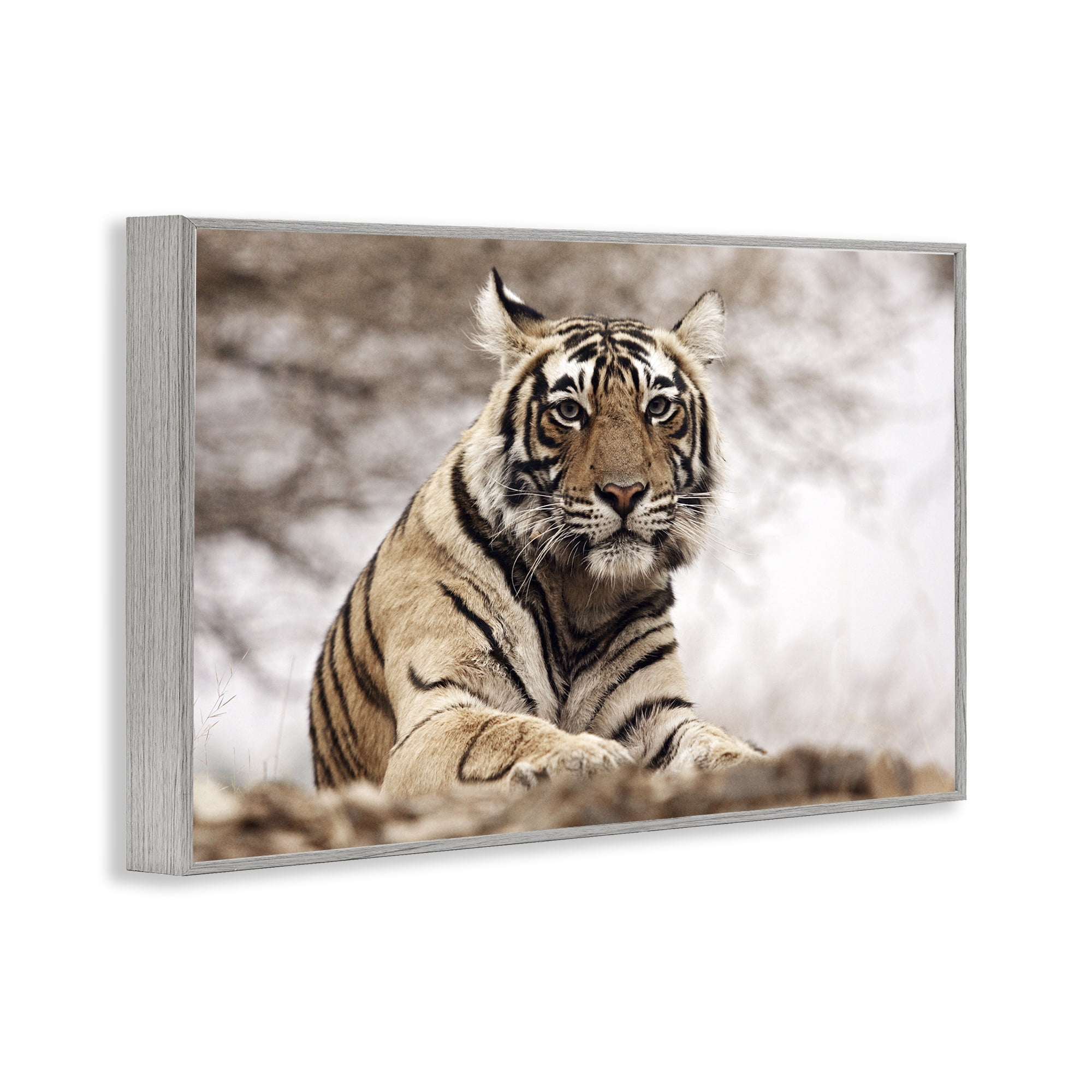Stupell Industries Strong Tiger Atop Hill Animals & Insects Photography Gray Framed Art Print Wall Art, 30 x 20