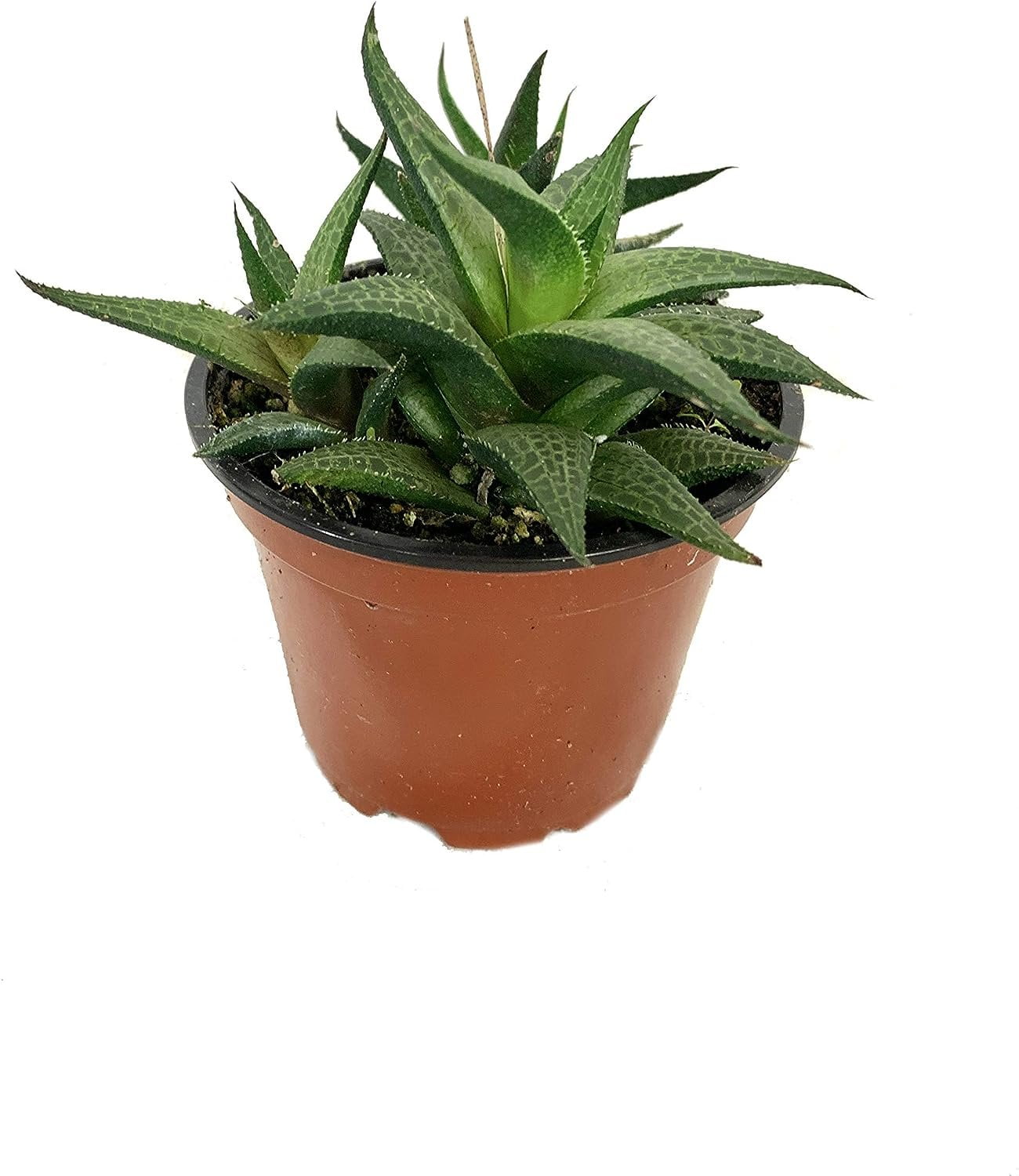 Artisan Grown Haworthia Succulent Collection  2 Live Haworthia Plants in 4 Inch Pots  Growers Choice - Hand-Picked for Beauty  Perfect Plant Assortment for Indoors or Outdoors