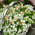 thumbnail image 6 of 10Pcs Bee Garden Stakes Decor Yard Art Ornaments Front Yard Art Stick Floral Picks Spring Summer Resin Bumble Bees Garden Stakes Outdoor Lawn Pathway Patio Plant Pot, Flower Bed, 6 of 8