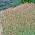 thumbnail image 3 of Outsidepride Antennaria Rubra Groundcover Seeds - 2000 seeds, 3 of 7
