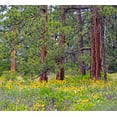 thumbnail image 2 of Gulin, Sylvia 22x20 White Modern Wood Framed Museum Art Print Titled - USA-Washington State-Table Mountain eastern Cascade Mountains Balsamroot and Lupine, 2 of 4