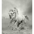 thumbnail image 3 of Ambesonne Black White Duvet Cover Sets, Horse Freedom Theme, 2-Queen, White and Black, 3 of 7