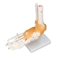 thumbnail image 4 of Foot Model, Rotatable Flexible 1:1 Life Size Accurate High Temperature Resistant PVC Anatomical Skeleton Model Professional With Base For Art Reference, 4 of 8