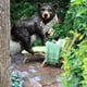thumbnail image 4 of Figura de oso negro durmiendo la siesta en un árbol, decoración para exteriores, osito bebé en un árbol, para jardín, 4 of 7
