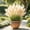 F, variant on Pampas Grass easy for Garden,Ideal for Beds ,Borders, Plant Pots & Planters