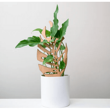 Monstrella - Plant trellis inspired by the Monstera Leaf