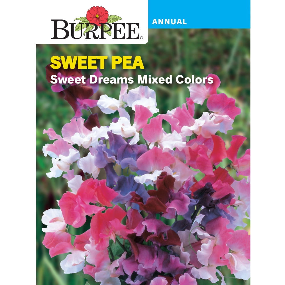 Burpee Sweet Dreams Mixed Colors Sweet Pea Flower Seed, 1pack