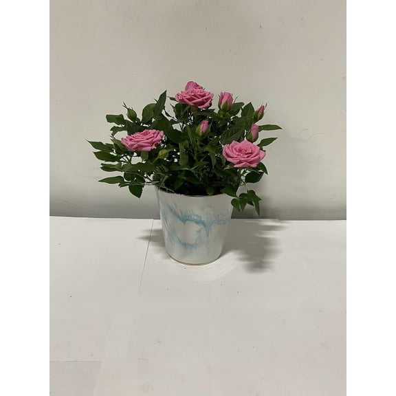4" Live Mini Pink Rose Bush in 4" Ceramic Blue Swirl Gift Container