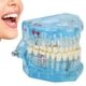 thumbnail image 4 of Dental&nbsp;Pathological&nbsp;Model, Dental&nbsp;Disease&nbsp;Model Learning Detailed&nbsp;Structure Transparent Mandible For Dental School For Dentists ANGGREK Otros, 4 of 8