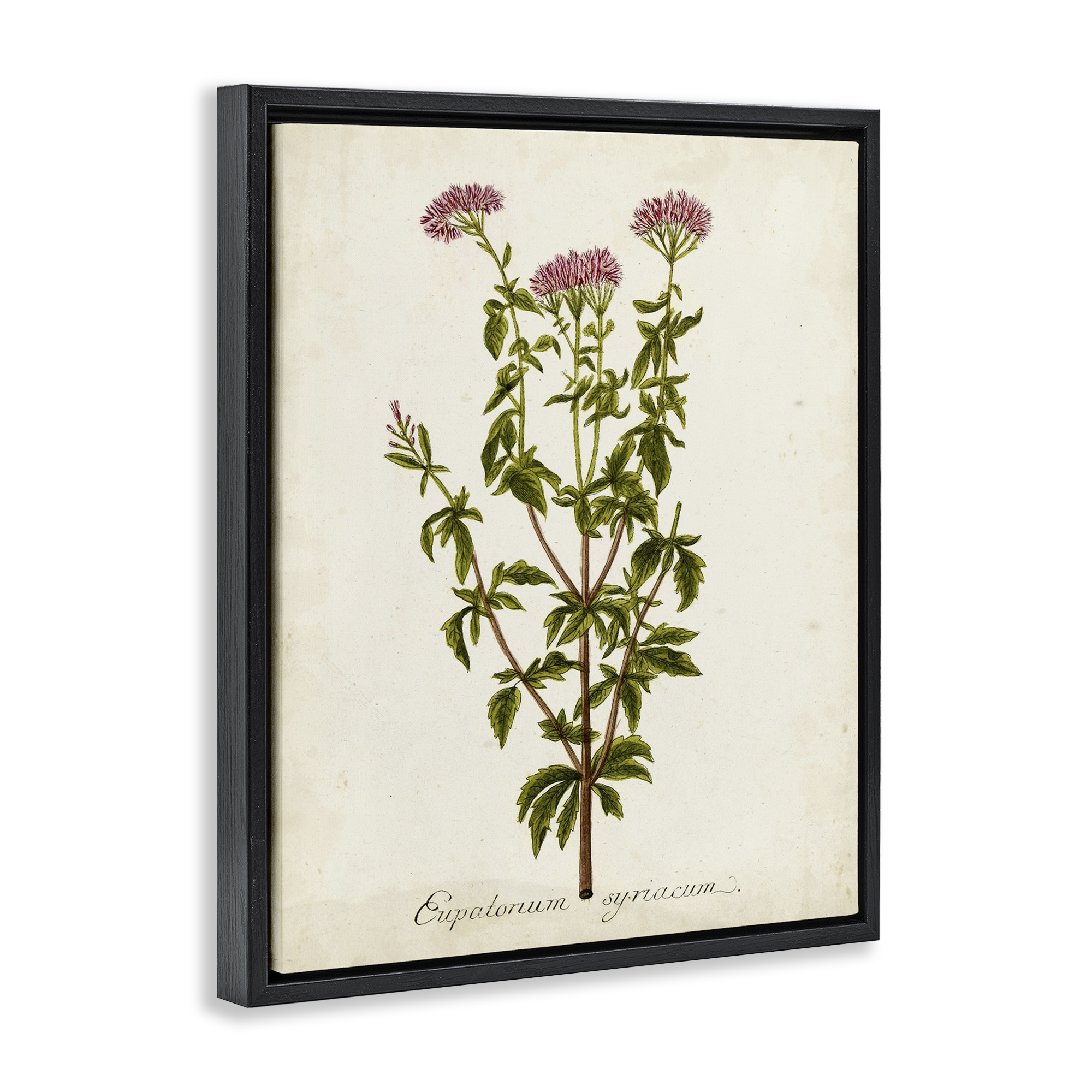 Stupell Industries Scientific Flower Study Botanical & Floral Painting Black Floater Framed Art Print Wall Art, 25 x 31