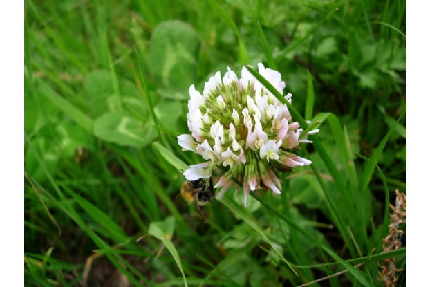 1000 sq ft Nature's Seed S-TRRE-1000-F Dutch Clover 