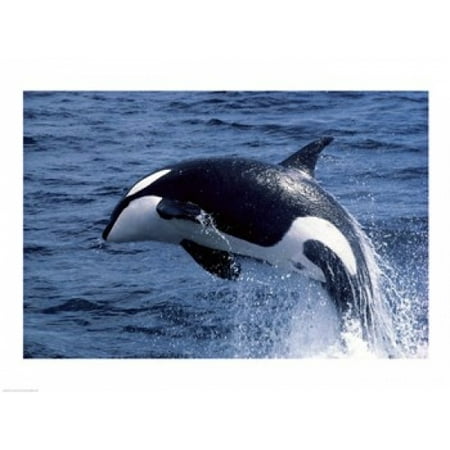 Killer Whale Orcinus Orca Atlantic Ocean Poster Print (24 x 18) - Walmart.com