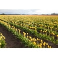 thumbnail image 2 of Dana Styber 14x11 White Modern Wood Framed Wall Art Titled - Tulips at Sunset IV, 2 of 5