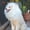 White, variant on Realistic Lion Mane Dog Costume with Ears & Wig - Black & Brown Fur Pet Outfit for Medium Breeds