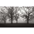 thumbnail image 3 of Cook, Jamie 24x16 Black Modern Framed Museum Art Print Titled - Fog Tree Study IV, 3 of 5