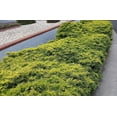 thumbnail image 2 of Old Gold Juniper - 30 Live Plants - Juniperus Chinensis - Drought Tolerant Cold Hardy Evergreen Ground Cover, 2 of 9