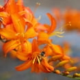 thumbnail image 2 of Leahy, Ike 20x20 White Modern Wood Framed Museum Art Print Titled - Orange Lilies II, 2 of 4