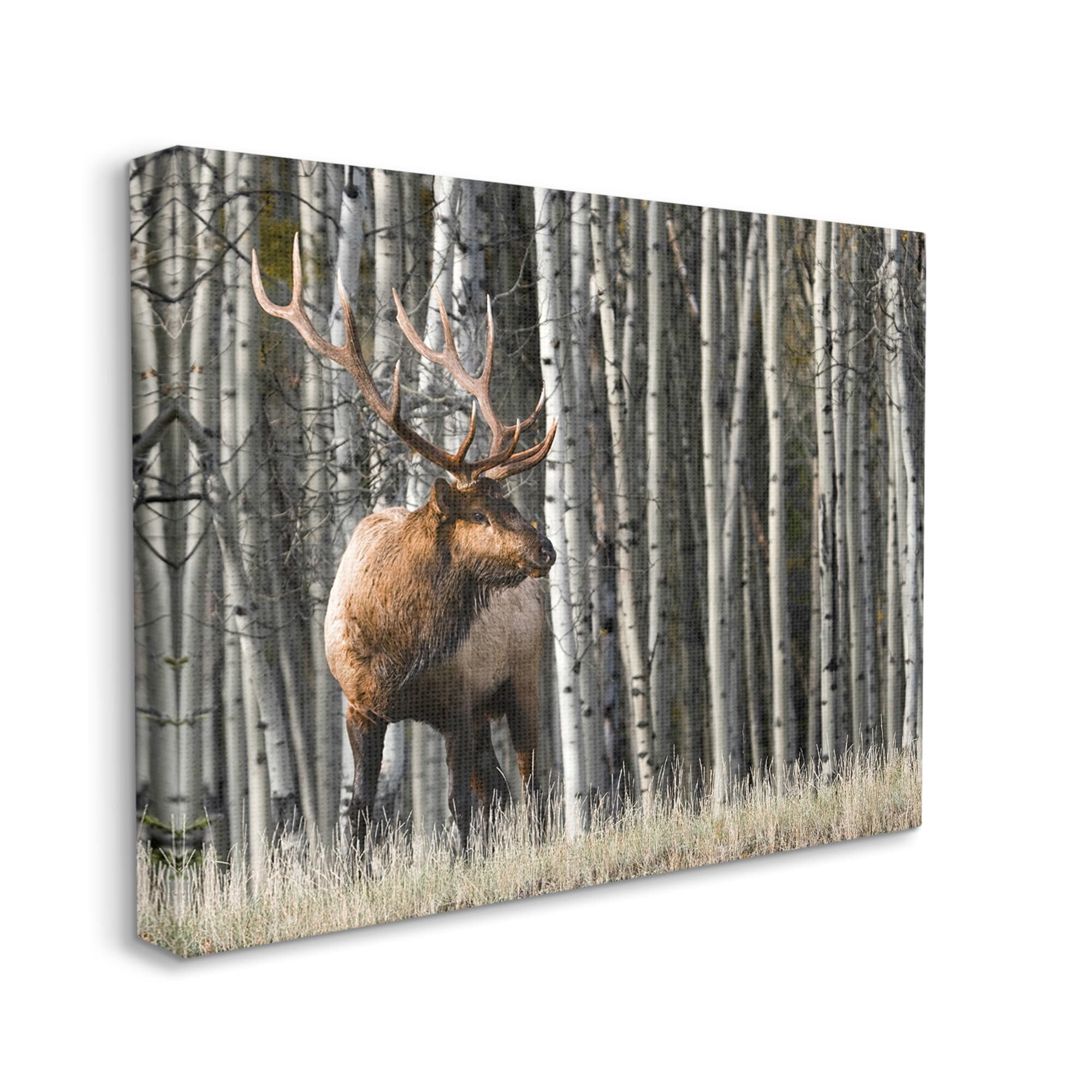 Stupell Industries Elk Looming Out Birch Trees Animal Forest Photograph,30 x 24, Design by Danita Delimont