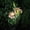 T, variant on Lily Of The Valley Solar Flower Lights - 1pc Mother's Day Outdoor Garden Decorations for Patio, Yard, Landscape, Pathway, and Lawn