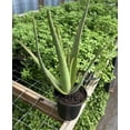 thumbnail image 2 of One Gallon Organic Aloe Vera Live Plant  20+ inches tall, 2 of 6