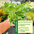 thumbnail image 3 of Live Schefflera Arboricola Plant, Umbrella Tree, Air Purifying 4 inch Diameter Live Plant Grown in USA, 3 of 7