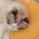 thumbnail image 2 of Billuyoard Almohada cómoda y suave para dormir para mascotas, para un sueño relajado y tranquilo, almohadas para dormir para gatos, regalos Juguetes para gatos, 2 of 6