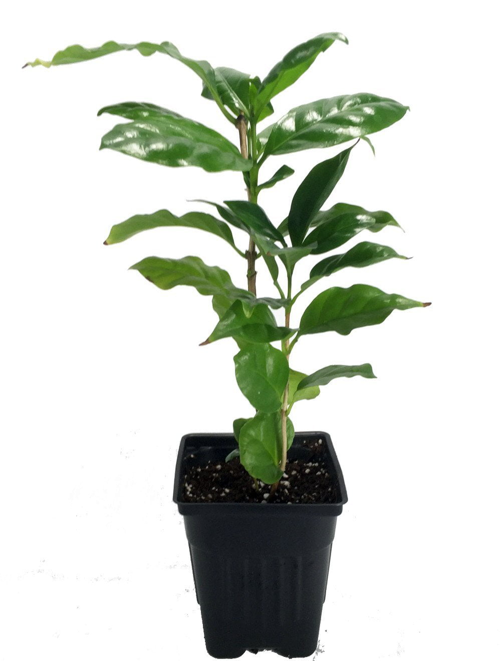 Coffea Arabica Bonsai Seeds Plants Coffee Bean Tropical Tree Perennial 15pcs