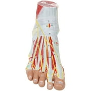 Axis Scientific Foot Anatomy Model with 9 Removable and Numbered Parts, Foot Model Anatomy Ligaments, Muscles, Nerves and Arteries, Study Guide