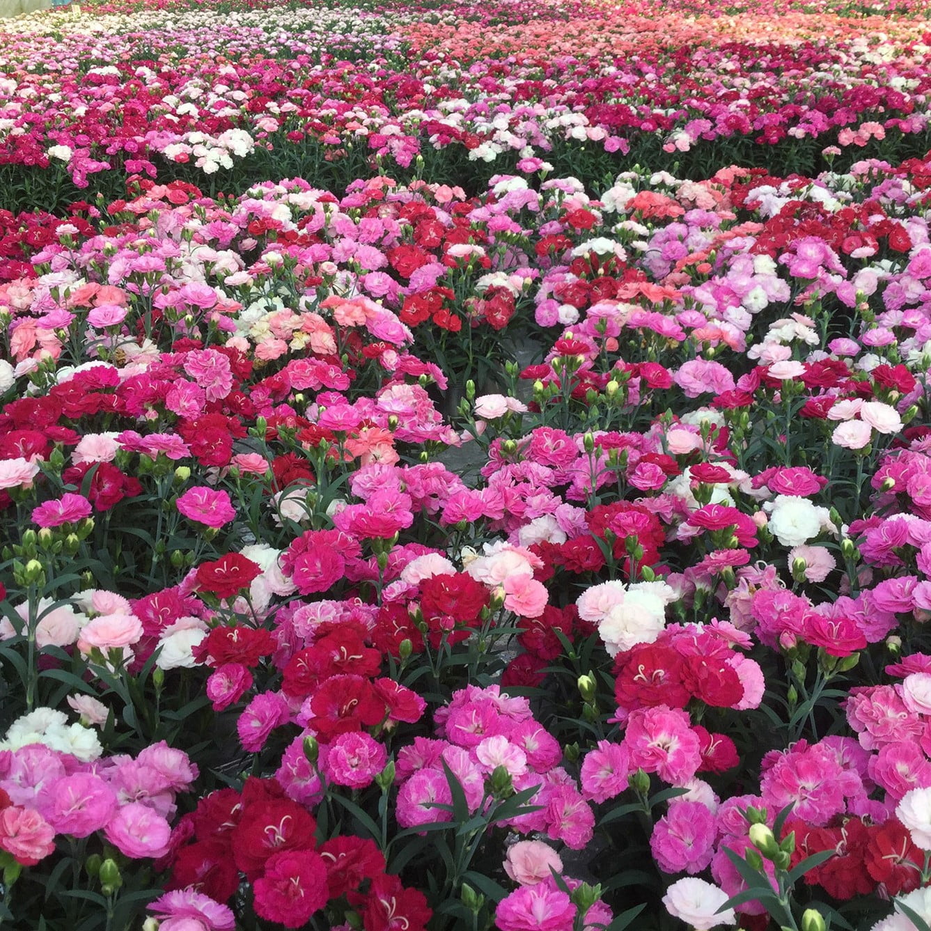 Better Homes & Gardens 2.5 Quart Multicolor Dianthus Perennial Outdoor Live Plants Full Sun