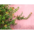 thumbnail image 2 of Eggers, Julie 32x25 Black Ornate Wood Framed with Double Matting Museum Art Print Titled - Portugal-Obidos-Colorful lantana vine growing against a pink wall, 2 of 4