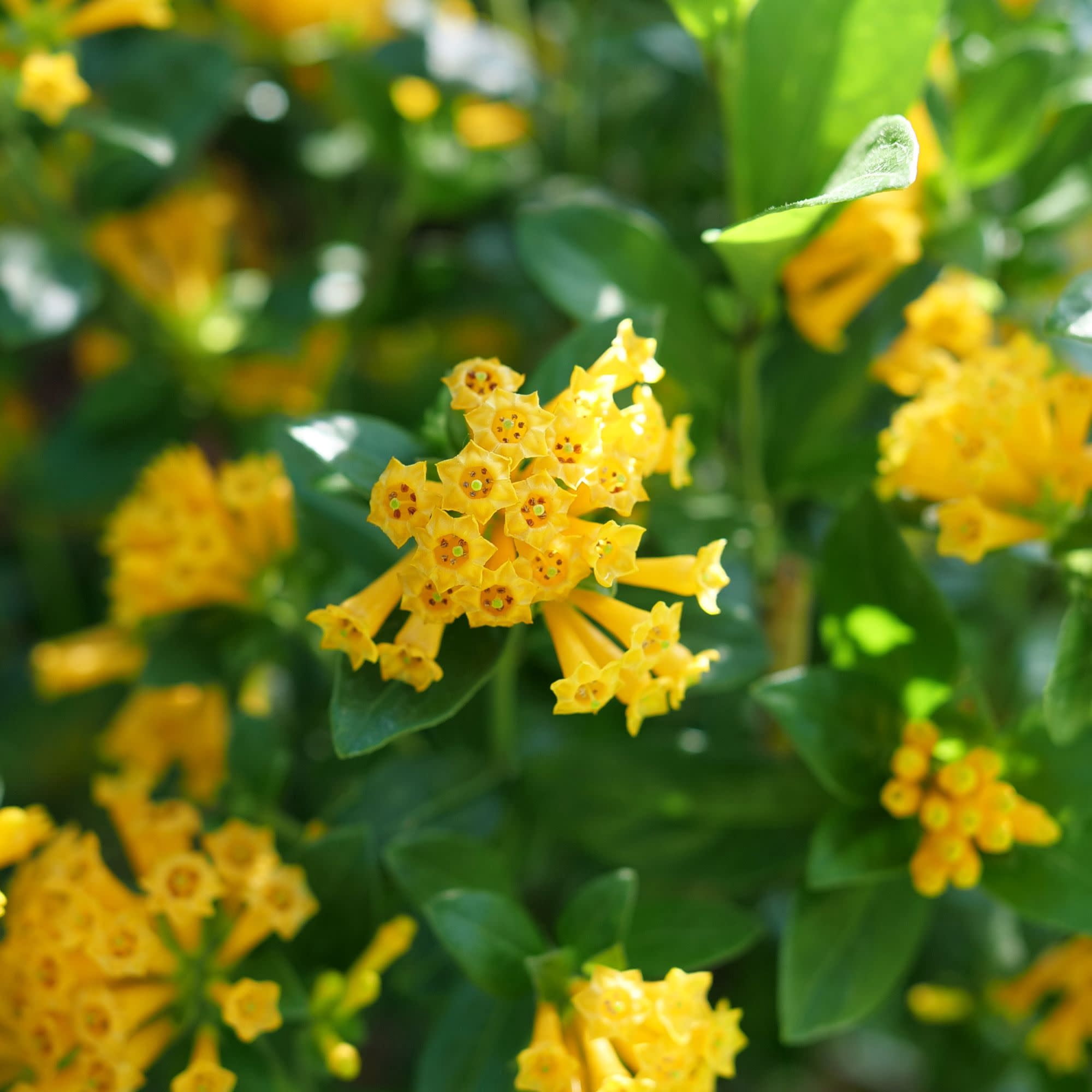 Proven Winners ColorChoice 5" Juiced Orange Jessamine Live Plant in 4.5" Pot (4 Count)