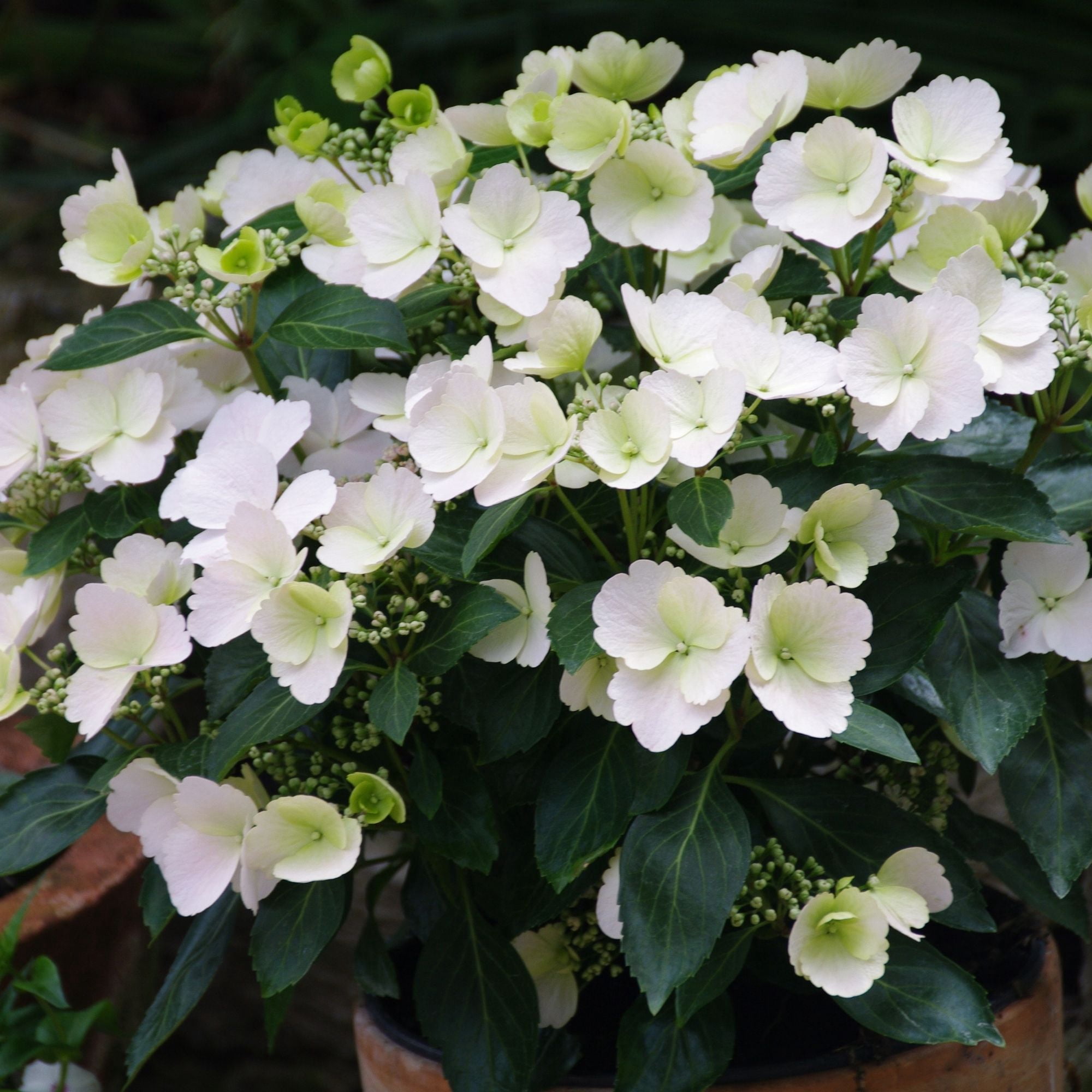 Proven Winners ColorChoice Fairytrail Bride Hydrangea Live Shrub