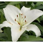2.5qt Lily Oriental Sunny
