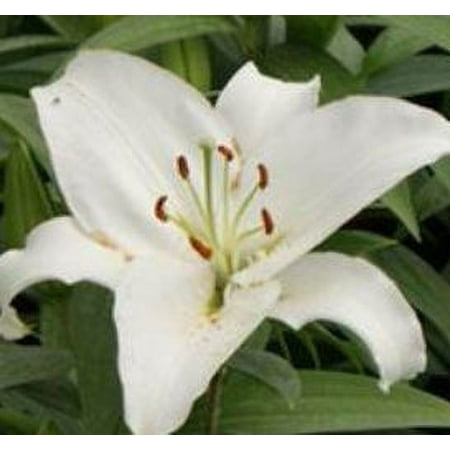 2.5qt Lily Oriental Sunny