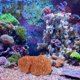 thumbnail image 1 of KAKOWELY Figurilla De Coral Para Acuario Resina Ecológica Y Fácil De Instalar, 1 of 6
