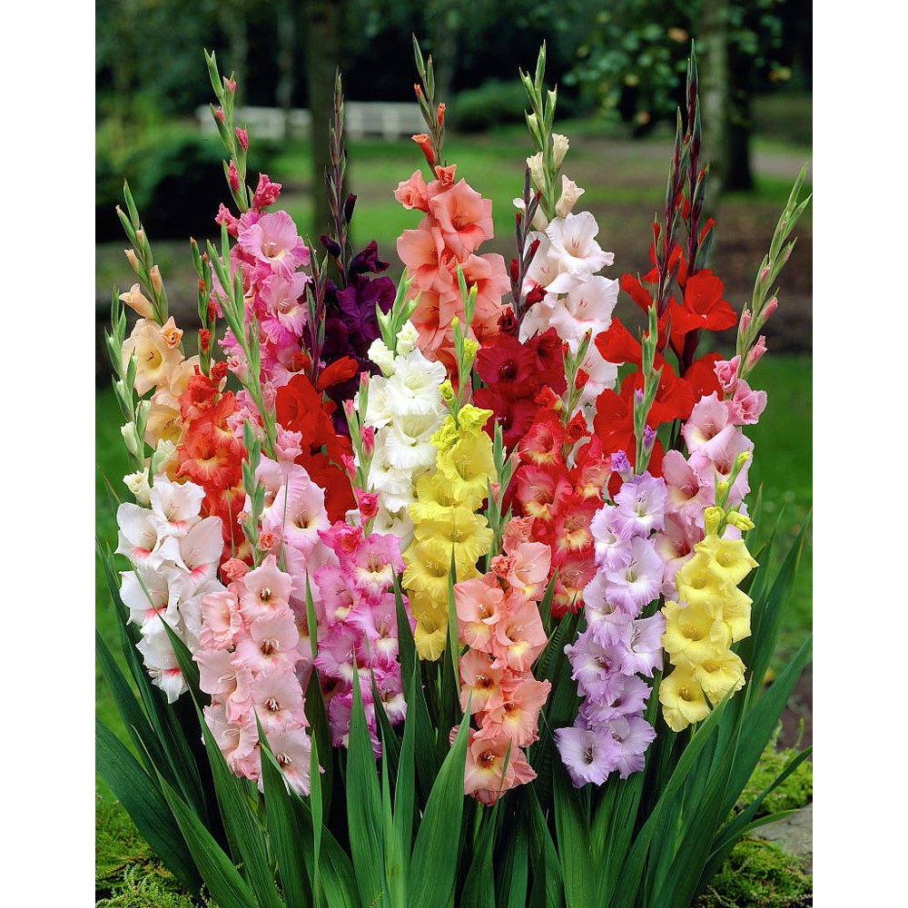 100 Giant Mixed Gladiolus Bulbs 12 cm SUPER VALUE!