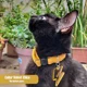 thumbnail image 2 of Collar Velvet Para Perro | Nala's Shop | Chico, 2 of 2
