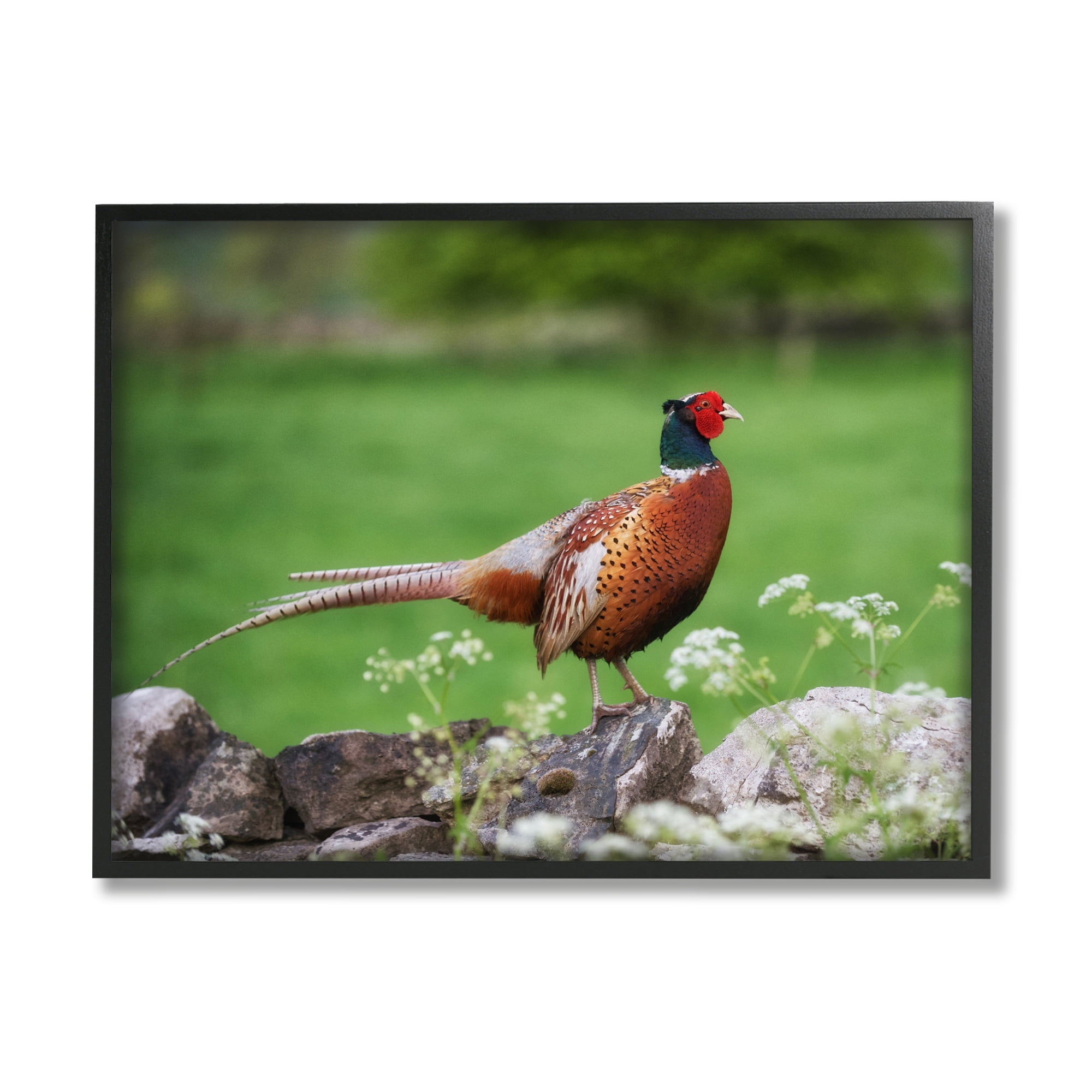 Stupell Industries Pheasant Strolling Lush Grassland Rural Nature Landscape Photograph Gray Framed Art Print Wall Art, Design by James Dobson