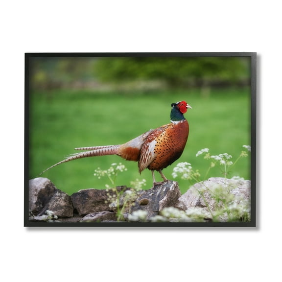 Stupell Industries Pheasant Strolling Lush Grassland Rural Nature Landscape Photograph Black Framed Art Print Wall Art, Design by James Dobson