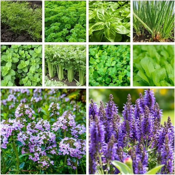 HIGHGW 1000+ Herb Seeds Variety Pack Culinary Herb Collection (10 Pack) Herbs for Planting Outdoors Heirloom, Non-GMO Chervil Chive Cilantro Lemon Balm Mustard Sage Thyme Basil Parsley Dill