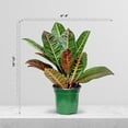 thumbnail image 4 of Live Croton Petra, Variegated Tropical Plant, Miracle Bush, Garden Croton, Mother's Day Gift, Valentine's Gift, Office Potted Plant, Mom Birthday Gift, Housewarming Gift in 4" Pot, 4 of 5