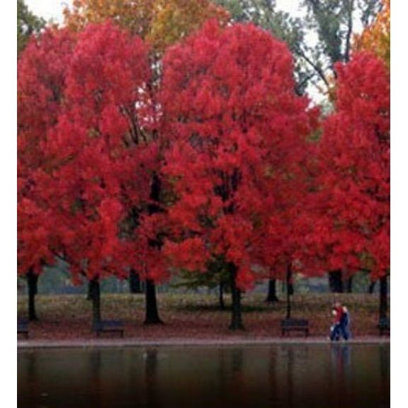 Maple Red (Acer Rubrum) Nice Garden Tree Seeds By Seed Kingdom BULK 600 Seeds