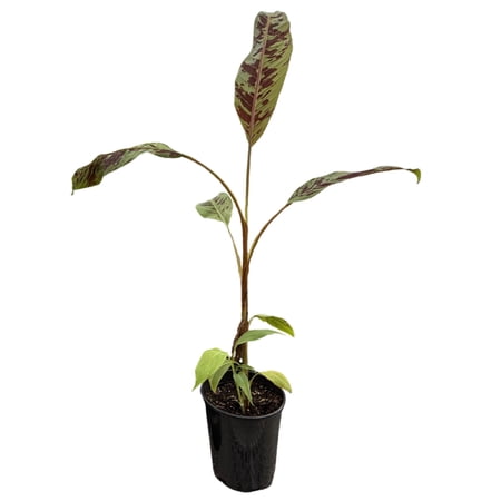 MicroStarts Live Zebrina Banana Ornamental Tree - 1 Plant in 1 Gallon Pot