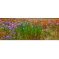 thumbnail image 2 of Gulin, Sylvia 24x12 Black Ornate Wood Framed with Double Matting Museum Art Print Titled - USA-New Hampshire-New England field off of highway 302 with Autumn daisies and hillside backdrop wi, 2 of 4