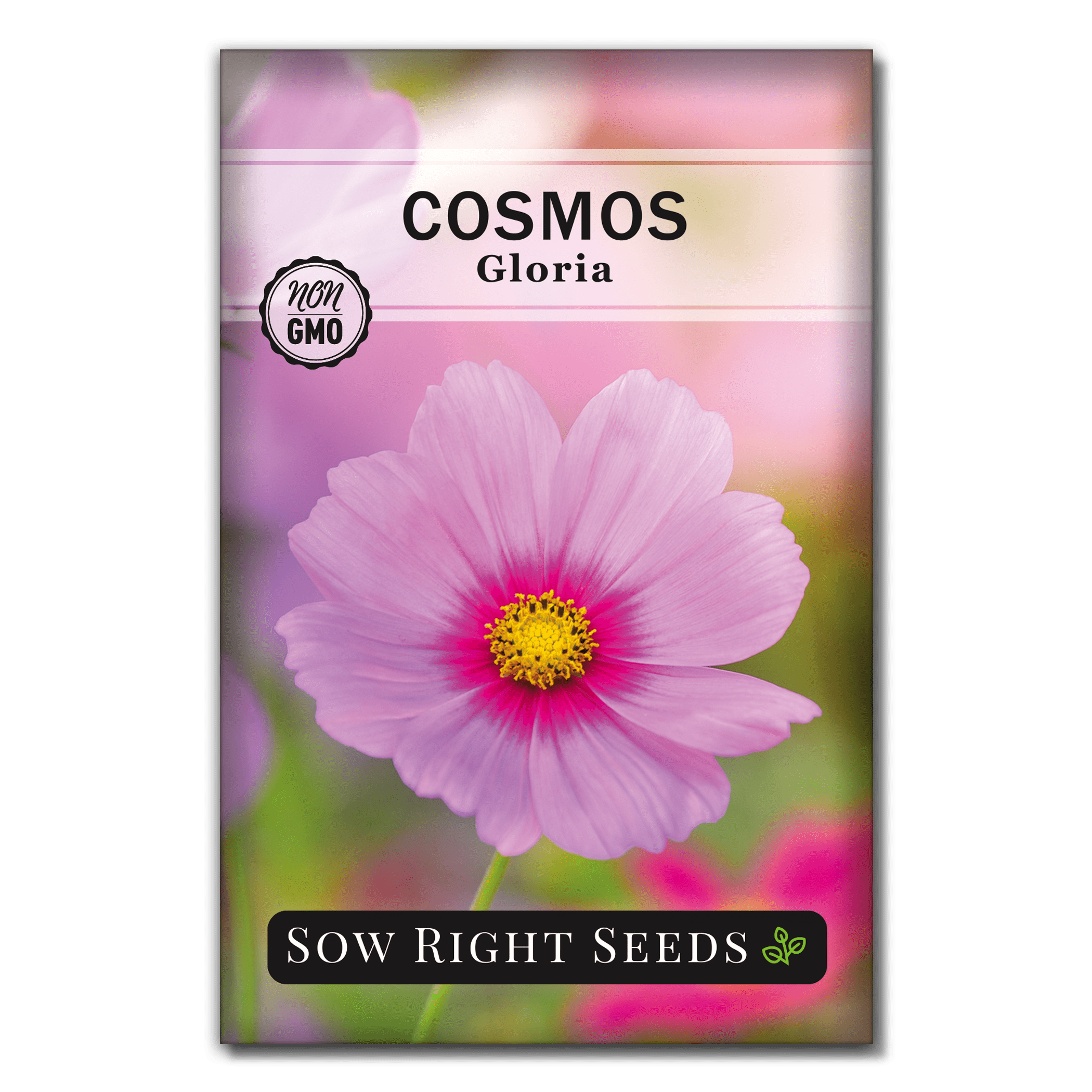 Gloria Cosmos Seeds Non GMO Heirloom Varieties for Planting