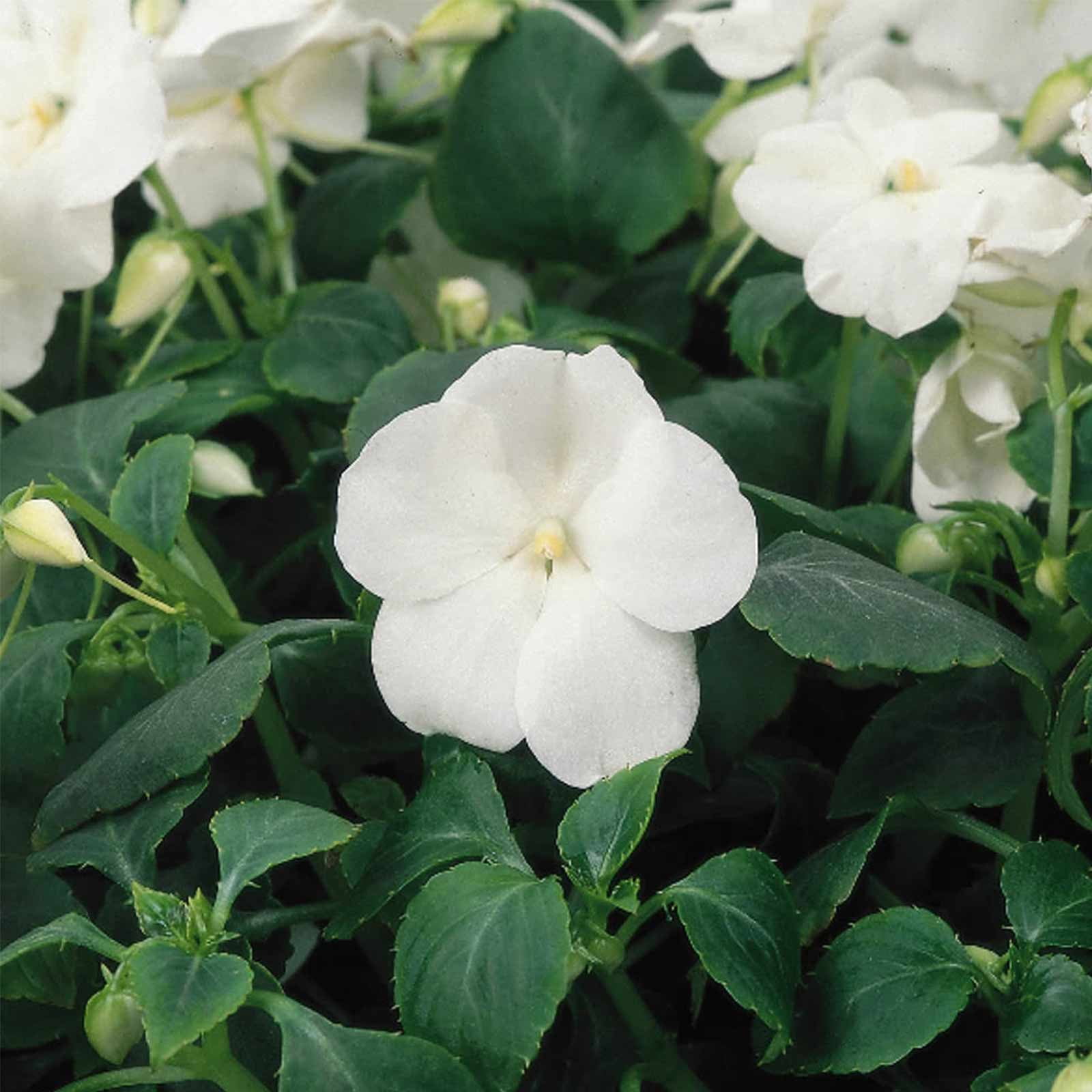 Impatiens Flower Garden Seeds F1 Dazzler Series White 500 Seeds