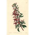thumbnail image 2 of Hummingbird Fuchsia, Fuchsia Magellanica Poster Print By ® Florilegius Mary Evans (18 X 24), 2 of 4