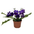 thumbnail image 2 of Ladyslippers® Deep Blue Vein Streptocarpus - 4" Pot - Collector's Series, 2 of 2