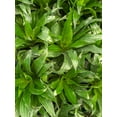 thumbnail image 3 of Live Janet Craig Compacta Plant - Low Light - Easy Care Dracaena - 4" Decorative Pot - Thorsen's Greenhouse, 3 of 5